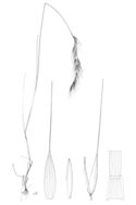 Vulpia bromoides (as Festuca bromoides) FC-1906.png