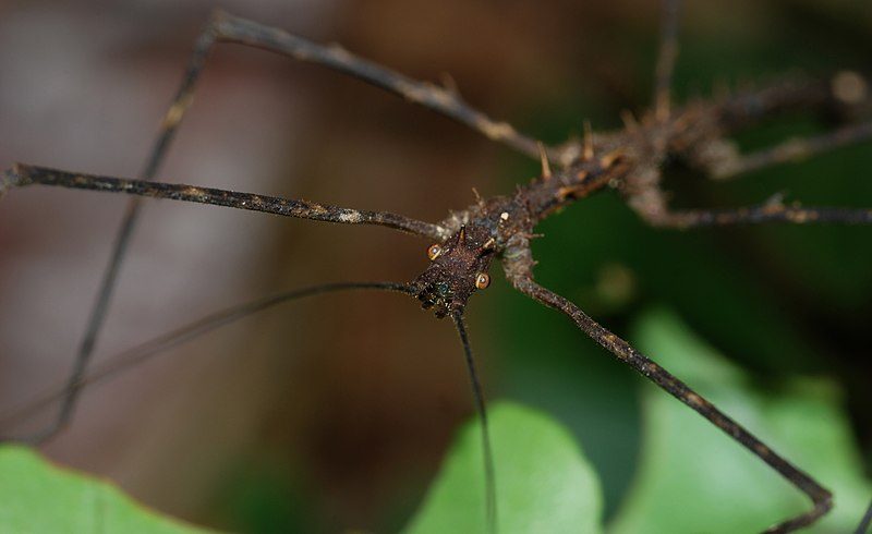 File:Walking Stick (Phasmatidae) (8750749960).jpg