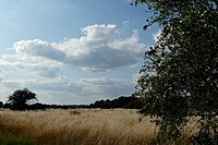 Wanstead Flats