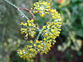 Foeniculum vulgare