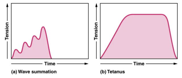 a) The excitation-contraction coupling effects of successive motor neuron signaling is added together which is referred to as wave summation. The bottom of each wave, the end of the relaxation phase, represents the point of stimulus. (b) When the stimulus frequency is so high that the relaxation phase disappears completely, the contractions become continuous; this is called tetanus.