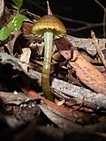 Thumbnail for Hygrocybe batesii