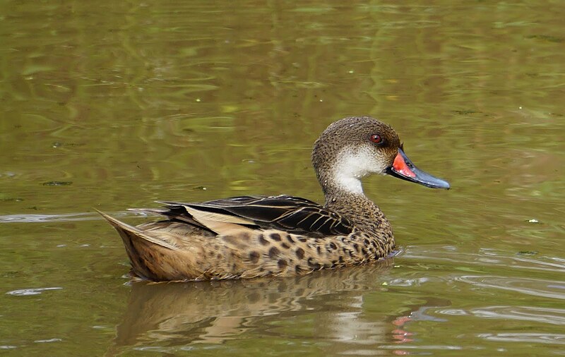 File:White-cheeked Pintail in pond.JPG