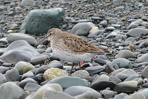 White-rumped Sandpiper (Calidris fuscicollis)