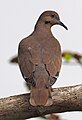 White-winged Dove - Zenaida asiatica, Castellow Hammock Nature Park, Homestead, Florida (25598210597).jpg