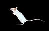 White pet mouse B.jpg