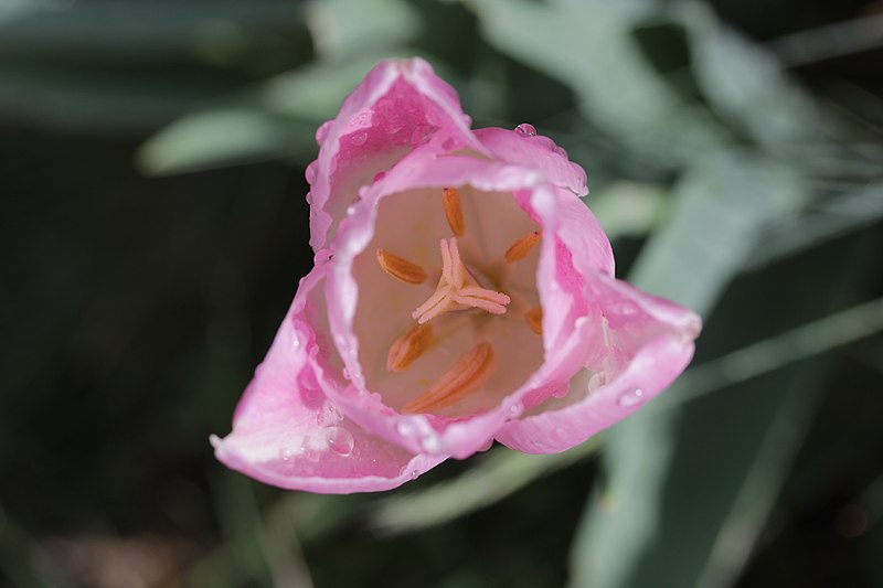 File:Wild Tulip - Tulipa sp. (17319827201).jpg