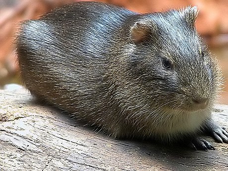 Cavia aperea