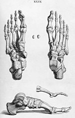 squelette, anatomie, corps, muscle, medicales, jaune, illustration, humain,  os, 3-d, crâne, radiographie, os, biologie, musculaire, médecine, femme,  osseux, science, santé, colonne vertébrale, gens, Stock Illustration