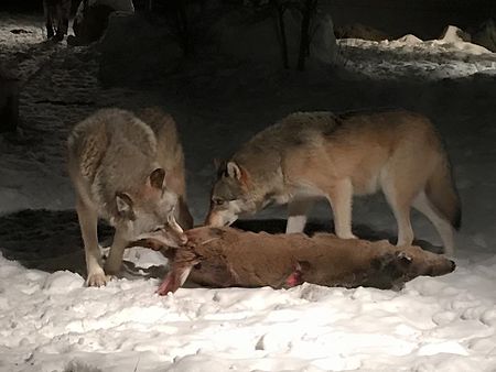 Tập_tin:Wolves_eating_deer.jpeg