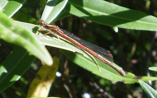 <i>Xanthocnemis</i> Genus of damselflies