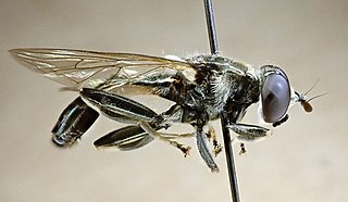 <i>Xylota angustiventris</i> Species of fly