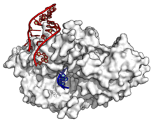 The Ro autoantigen protein (white) binds the end of a double-stranded Y RNA (red) and a single stranded RNA (blue). (PDB: 1YVP ). YRNA-Ro60.png