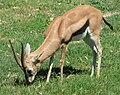 Östliche Thomson-Gazelle (Eudorcas thomsonii)