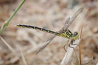 Austrogomphus guerini Yellow-striped Hunter.jpg