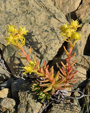 Yellow Saxifrage (Saxifraga aizoides)