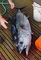 Yellowfin tuna NOAA.jpg