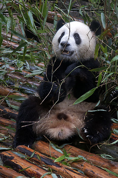 File:Young Chengdu panda.jpg
