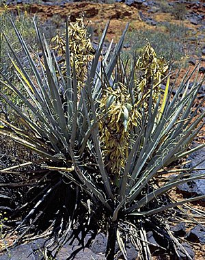 Yucca baccata subsp.  vespertina fh 1183.5 AZ With fruits in Arizona