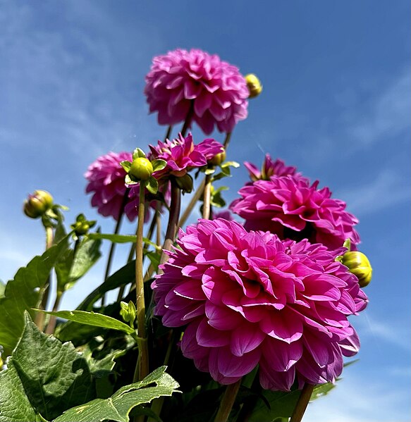 File:Zaanse Schans flower 9.jpg