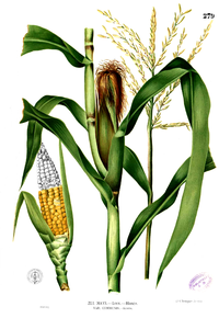 Zea mays