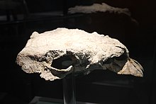 Crâne de Zhongyuansaurus luoyangensis.jpg