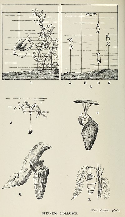 images of spinning molluscs