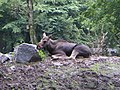 Ein weiblicher Elch im ZOOM Gelsenkirchen