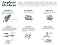 Major trace fossils in the Zoophycus Ichnofacies