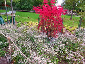 Vegetationen i parkområdet Ängen.