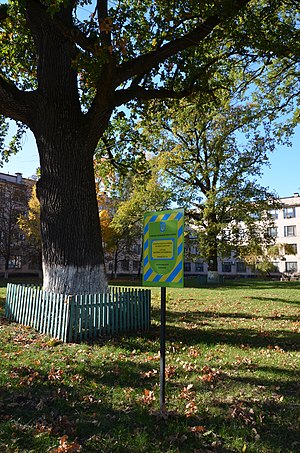 Чернігів, Вул. Шевченка, 95 Група Багатовікових Дубів