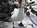 Дендропарк "Олександрія" Птахи на озері 02.jpg