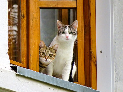 Two cats are watching you