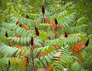 <i>Rhus typhina</i> Species of flowering plant