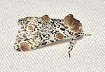 Thumbnail for File:- 9286 – Harrisimemna trisignata – Harris's Three-spot Moth (48426586931).jpg