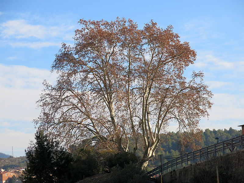 File:035 Plàtan d'en Gibert (Monistrol de Montserrat), arbre monumental.JPG