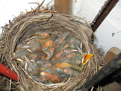 Amsel 6 Tage alt     blackbird 6 days old