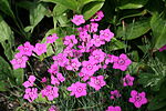 Miniatura para Dianthus deltoides