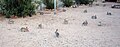 Evening feeding time for wild cottontails in the Mojave