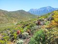 Thumbnail for Karoo Desert National Botanical Garden