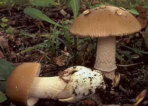 2008-11-05 Amanita lividopallescens (Secr. ex Gillet) Boud 27978 crop.jpg