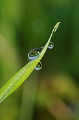 Goutte d'eau.