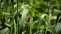 Kleines Wiesenvögelchen - Coenonympha pamphilus