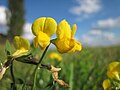 Lotus corniculatus (Gewöhnlicher Hornklee)