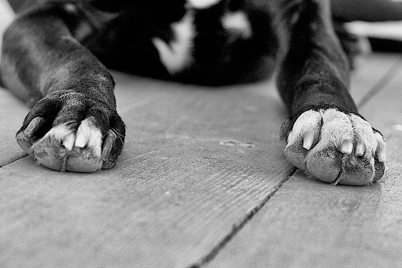 File:2013-365-168 All Paws (9074641268).jpg