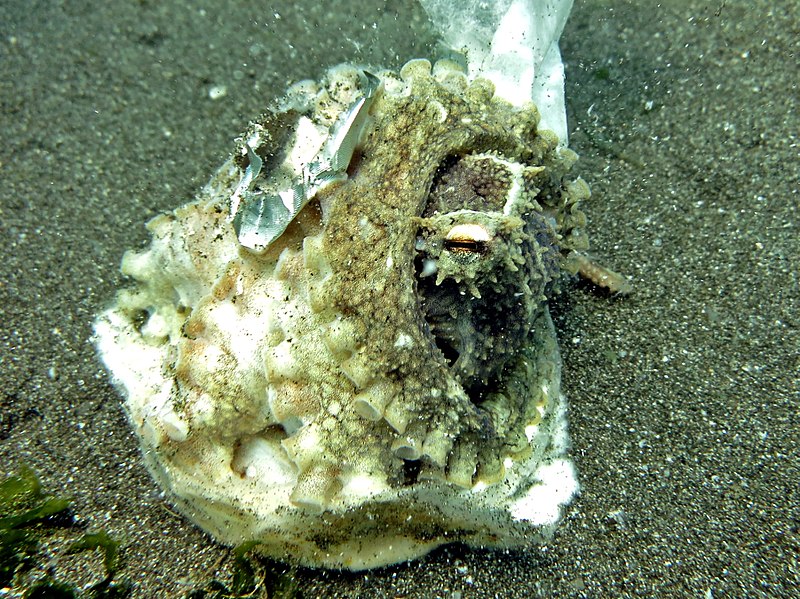 File:2015 09 Bali 92 coconut octopus (22103278881).jpg