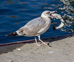 63. Platz: Derzno mit Naturschutzgebiet Stoltera, Warnemünde, Möwe mit Fisch