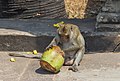 * Nomination Monkey. Causeway to the Angkor Wat. Angkor Wat, Siem Reap Province, Cambodia. --Halavar 17:18, 29 January 2018 (UTC) * Promotion Good quality. --Poco a poco 18:54, 29 January 2018 (UTC)