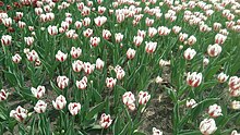 2016 Canadian Tulip Festival - 03.jpg