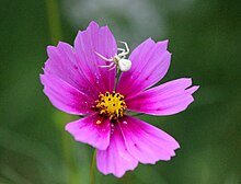 Thomisidae (Crab Spider)